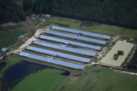 EPA agrees to study pollution caused by large-scale livestock farms