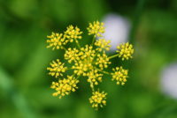 Wiping out wild parsnip removes dangerous plant and restores critical habitat