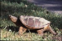 Afton State Park phenology, week of July 3, 2020