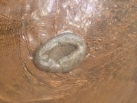 Creature Feature: St. Croix River ‘blobs’ are colonies of unique animals