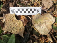 Finding fossils along the St. Croix National Scenic Riverway IMG_8780_1
