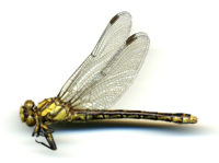 Creature Feature: The rare dragonfly that bears the St. Croix River’s name