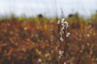 Afton State Park phenology, week of October 16, 2020 44871936375_c4284481fd_k