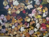Fall leaves can provide ongoing benefits to lawns and gardens