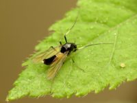 Scientists find dazzling diversity of  aquatic insects in the St. Croix River