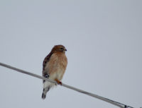 St. Croix River watershed wildlife: Rich in natural spaces and rare species