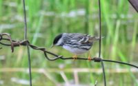 Cities can help migrating birds on their way by planting more trees and turning lights off at night
