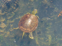 Legislators seek to stop commercial turtle harvesting in Minnesota