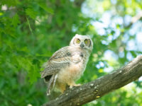 Afton State Park phenology update: Winter wildlife from owls to snow fleas great-horned-owl-juvenile-birkey
