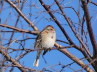 Afton State Park Phenology Feb. 19 to March 4, 2021