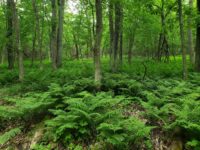 St. Croix forestry conference will connect people working for watershed woods