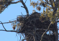Drones becoming bigger threat to bald eagle nests