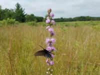 rough-blazing-star