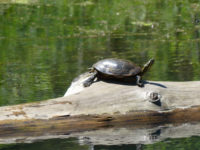 Minnesota DNR enhances protection for turtles