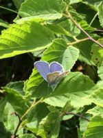 Wisconsin seeks volunteers to search for endangered butterflies Karner-Blue-Ari-Rice