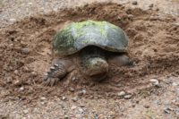 Watch for turtles crossing roads as nesting season begins