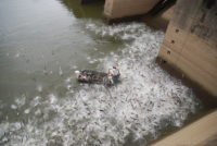 Researcher recommends steps to stop more invasive carp from reaching St. Croix River 49054112683_92a45264ca_k