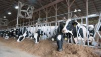 Research shows economic losses to Wisconsin waters from large-scale animal farms
