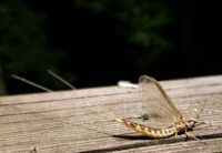 Massive mayfly hatch on upper St. Croix River shows up on weather radar