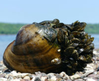 Zebra mussel numbers skyrocket in lower St. Croix River