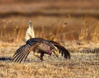 Sharp-tailed grouse in east-central Minnesota show significant decline