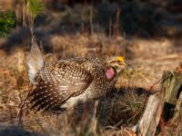 Shrinking sharp-tailed grouse population causes canceled hunting season