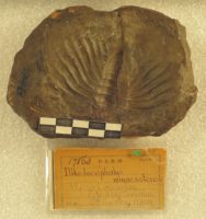 Storied fossil found near Stillwater in the running for official state designation USNM_17863_dikelocephalus_minnesotensis_SACN_1_crop