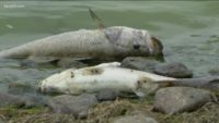 Watch: Local news covers mass fish die-off at Pine City lake