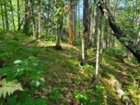 St. Croix National Scenic Riverway seeks public input on bike trail near Cable