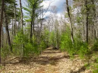 Conservation group working to buy forest near upper Namekagon River