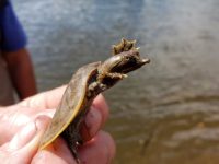 St. Croix Creature Feature: Spiny softshell turtle