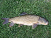 Fish scientist with St. Croix River roots seeks to restore respect for "rough fish" River-Redhorse-dwalc400