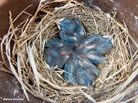 Bluebird nesting numbers strong despite worrisome winter