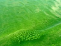 Lower St. Croix included in national study of toxic algae