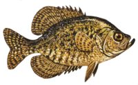 New toxin found in St. Croix River fish