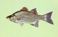 Every St. Croix River fish that scientists tested for new toxins had high levels