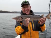 The travels of lake sturgeon