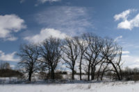 Afton State Park phenology: December 24, 2021 to January 6, 2022