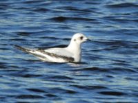 Rare Arctic bird seen at mouth of St. Croix River