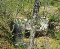 20140523_121440_Pine-Tree-Ln
