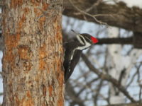 Afton State Park phenology, March 24 to 31