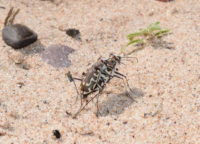 Rare beach beetle surprises local expert