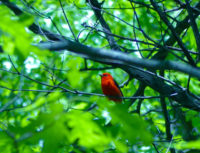 Applications invited for St. Croix Valley bird habitat grants