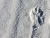 Walking with the wolf
