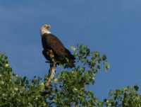 Groundbreaking study finds widespread lead poisoning in bald and golden eagles
