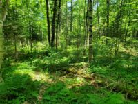 cable-connector-bike-trail-sacn-forest