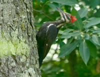 What about woodpeckers? pileated-woodpecker-greg-seitz