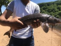 Wisconsin seeks input on big questions about St. Croix River fish and fishing