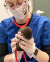 Three-legged dog saves life of orphaned otter in St. Croix River