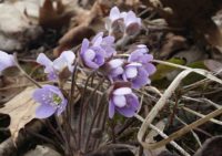 Afton State Park phenology, April 8-14